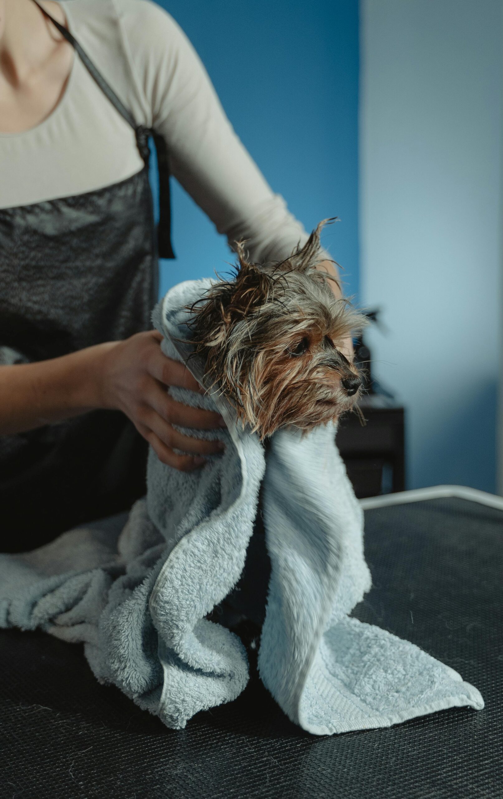 Cachorro com touca de banho
