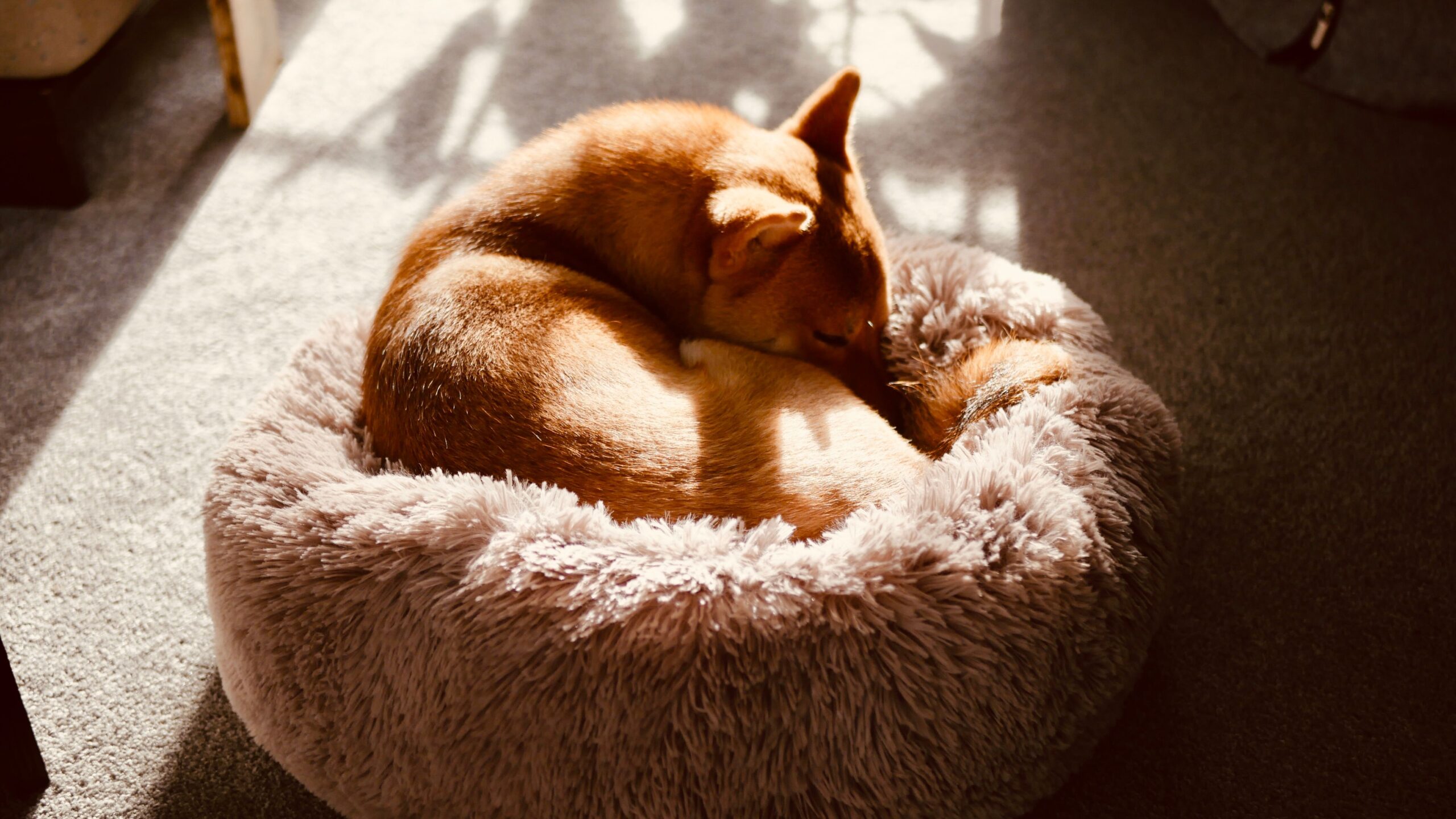 Cachorro caramelo dormindo confortavelmente na caminha Pet