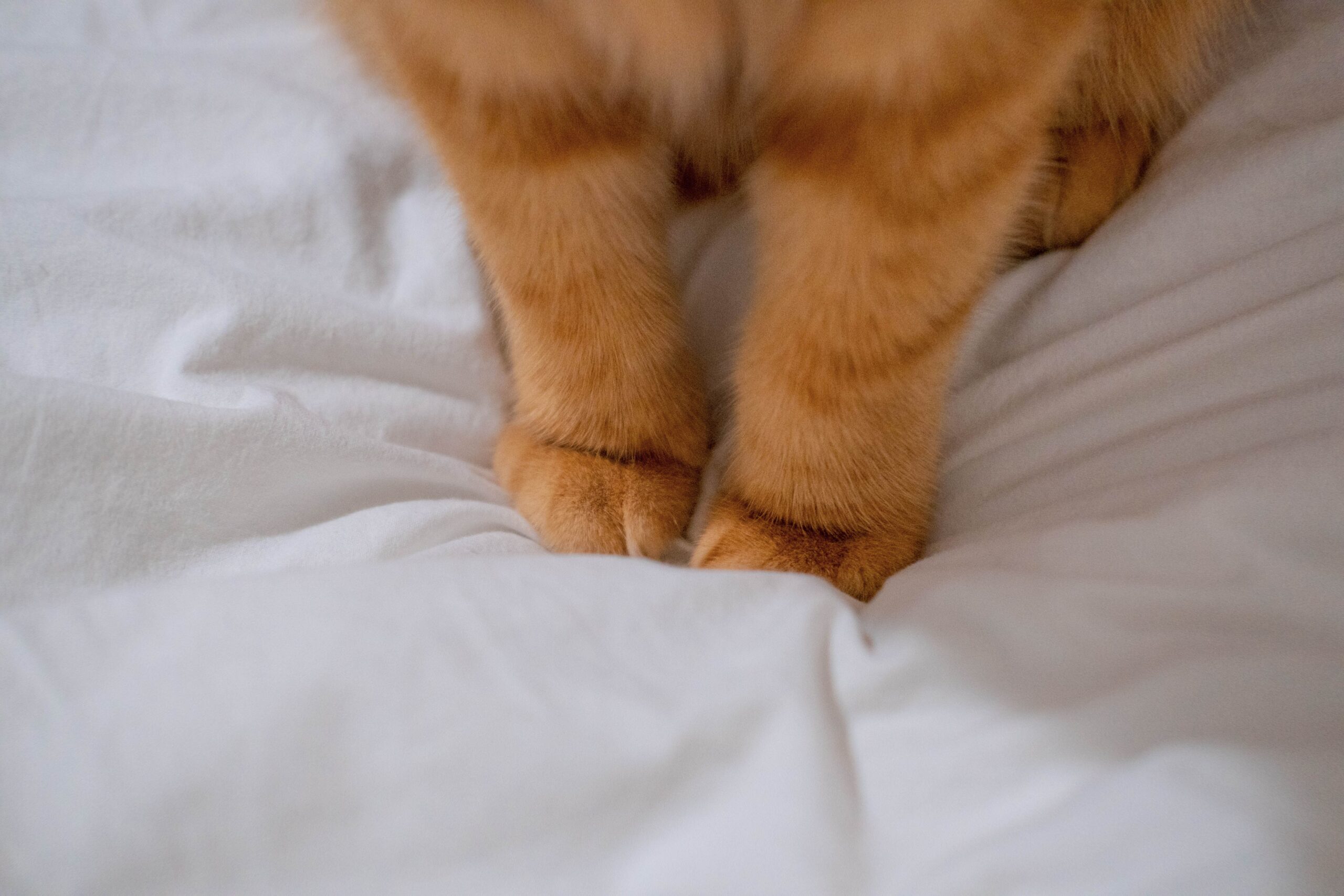 Gato arranhando lençol da cama