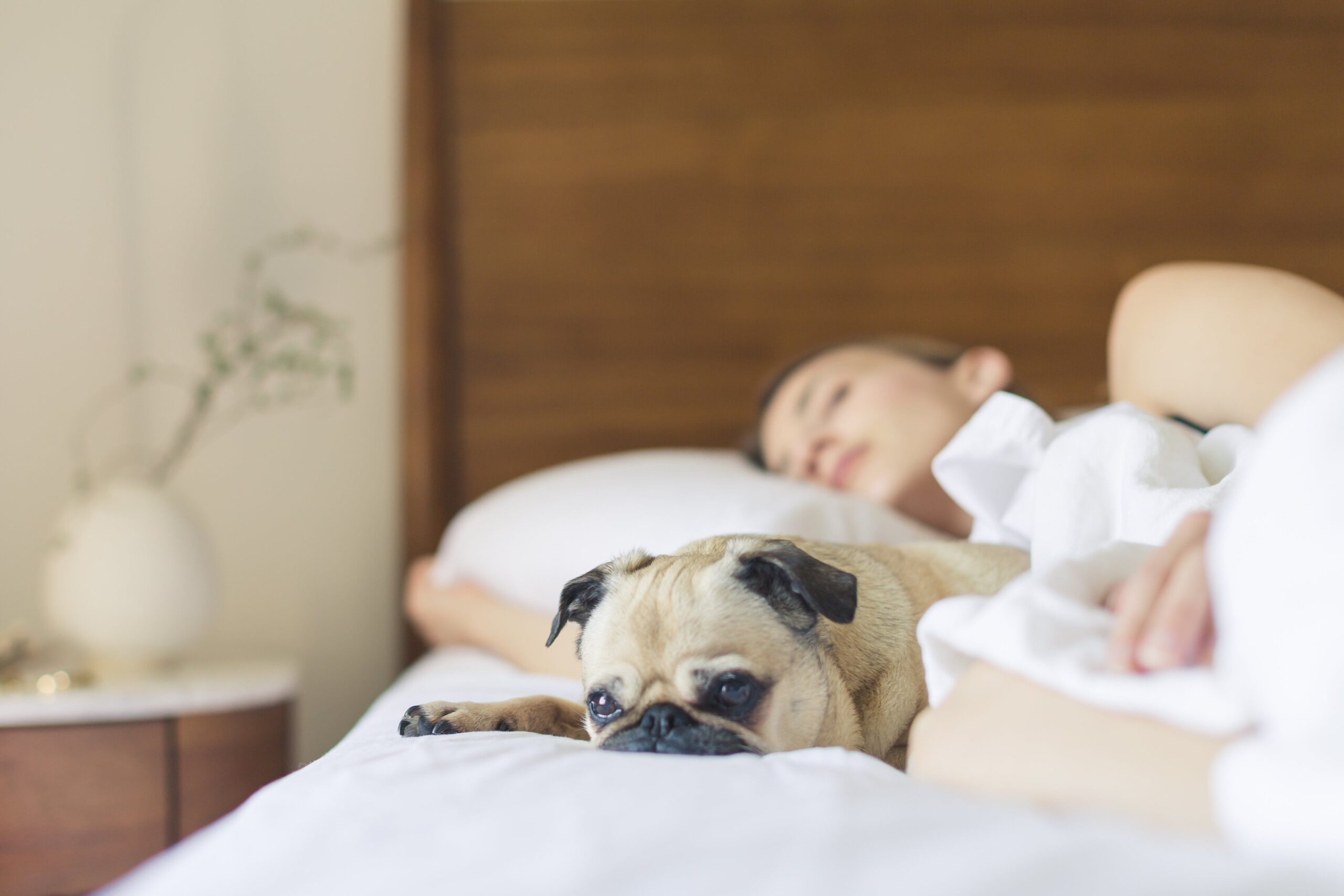 Mulher deitada na cama com seu cachorro em cima dela